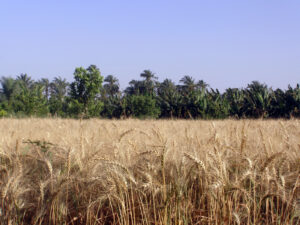 <strong>Russia and Ukraine have signed a landmark agreement to resume grain exports through the Black Sea, in a move aimed at averting a global food crisis</strong>